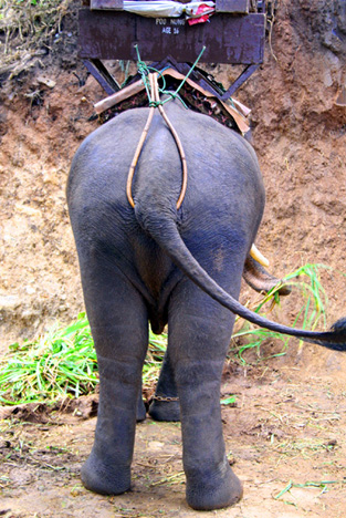 elephant ass