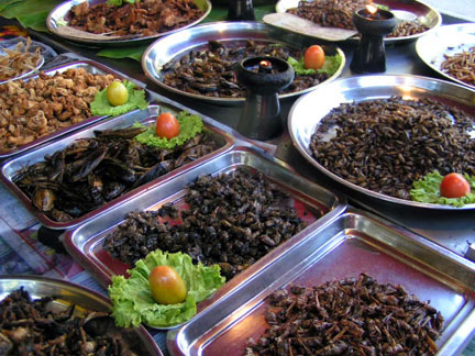 eating insects