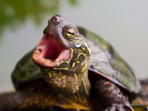 turtle yawn