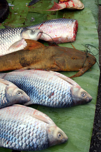 morning market fish stall