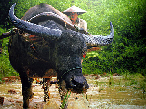 Much like sexpats in love, the water buffalo is an integral part of the Thai economy.