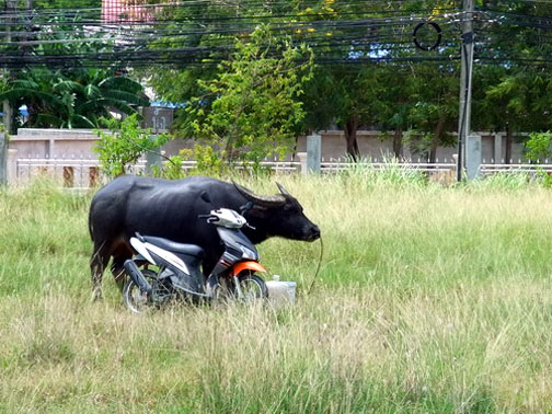 It is easy for a Thai bar boy to confuse the money he gets from a farang for a new buffalo with a new motorcy as the two are so similar in looks and use.