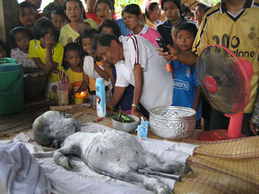 In 2012, a buffalo gave birth to a human-like baby in Thailand. Its face was similar to human though its hands and feet were more like a buffalo. It passed away immediately after it was born.