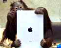 ape with iPad