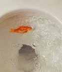 dead goldfish