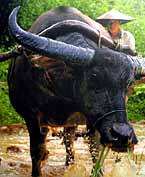Everything You Always Wanted to Know About Water Buffalo* (But Were Afraid To Ask)