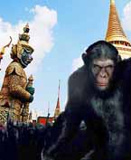 TIT: Bangkok Monkey Bidness