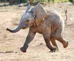 baby elephant walk